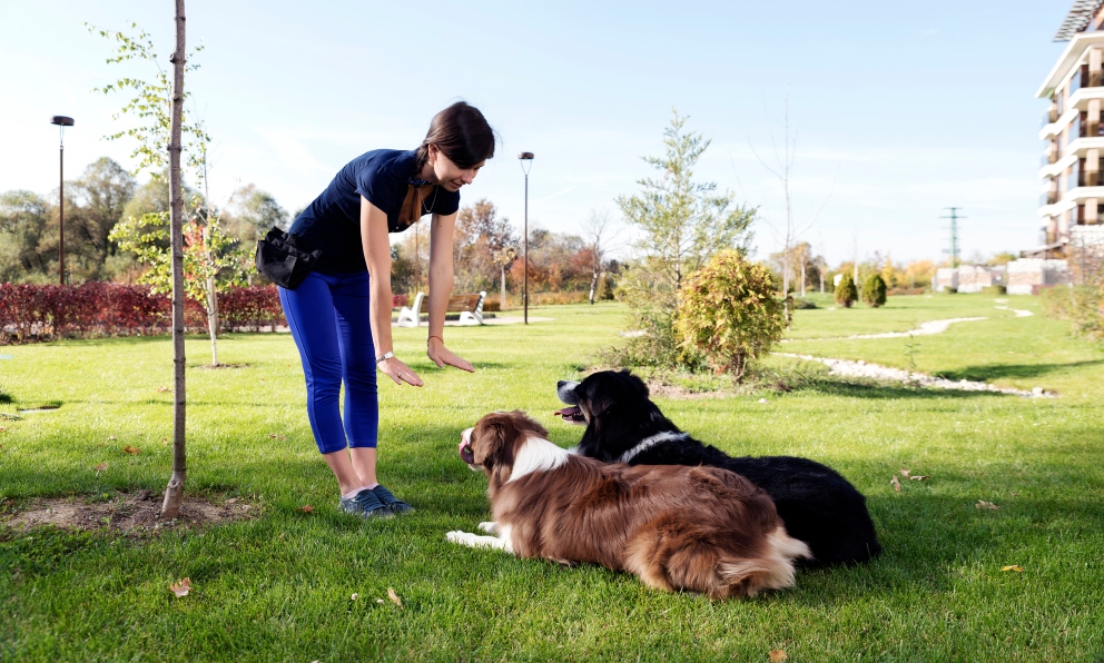 Consejos sobre terapias de conducta para tu perro
