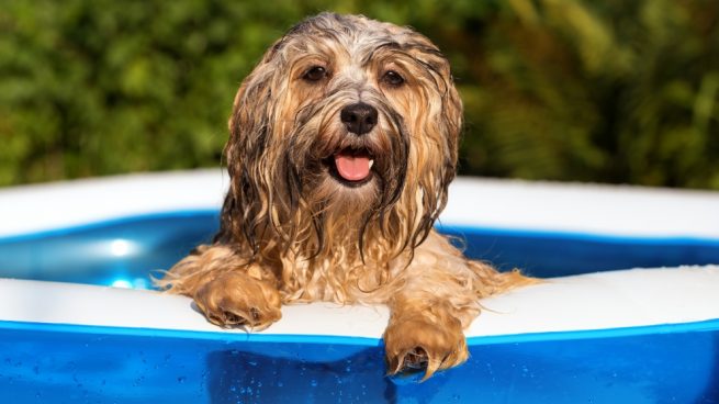 5 Consejos para comprar una piscina para tu perro