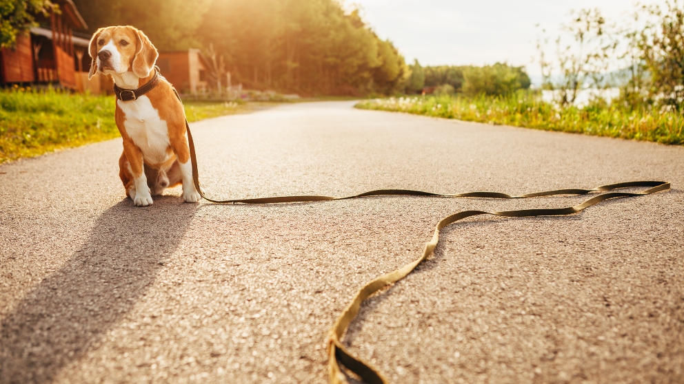 Consejos para encontrar a tu perro perdido