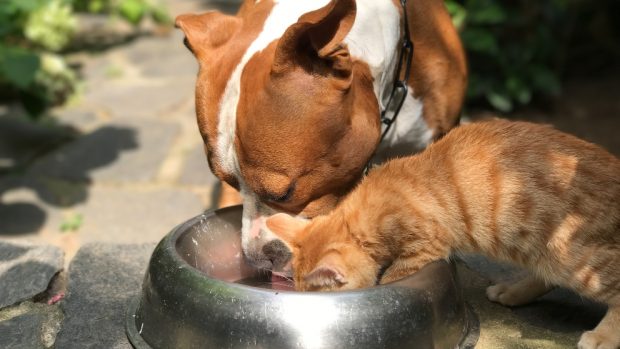 Nutrición natural para perros y gatos