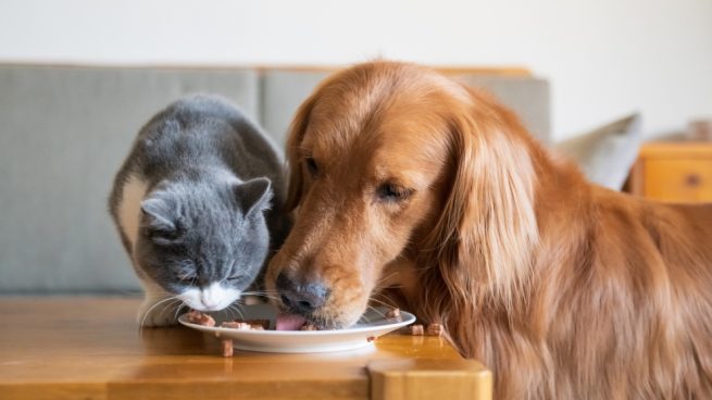6 tips sobre nutrición natural para perros y gatos