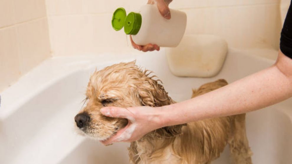 Cómo hacer un champú casero para perros paso a paso de forma fácil