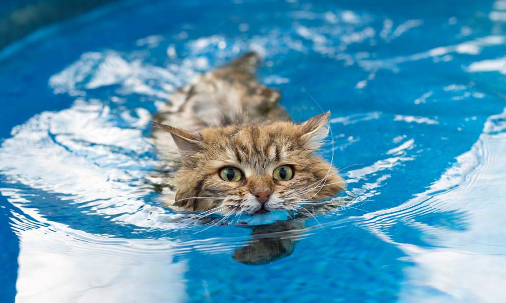 Puedes llevar a tu gato a la piscina o la playa?