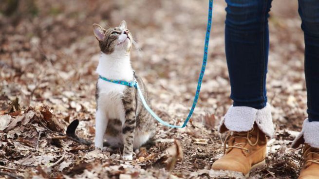 6 tips para sacar a pasear a tu gato