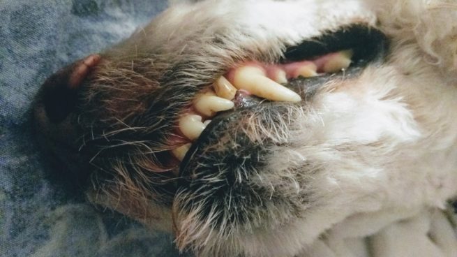 Implantes dentales en perros