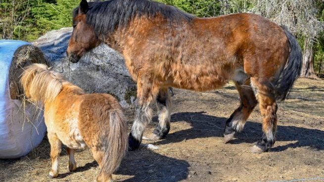 Diferentes tamaños de caballos