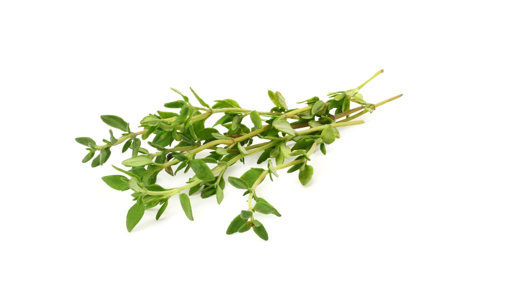 El timol, el carvacrol y la timohidroquinona son compuestos aromáticos del tomillo, el orégano y otras plantas de la familia Lamiaceae.