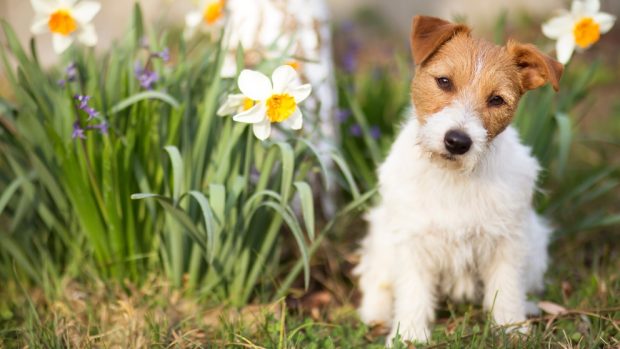 Terapia floral en perro