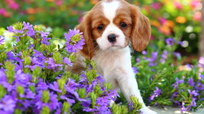 Terapia floral perros