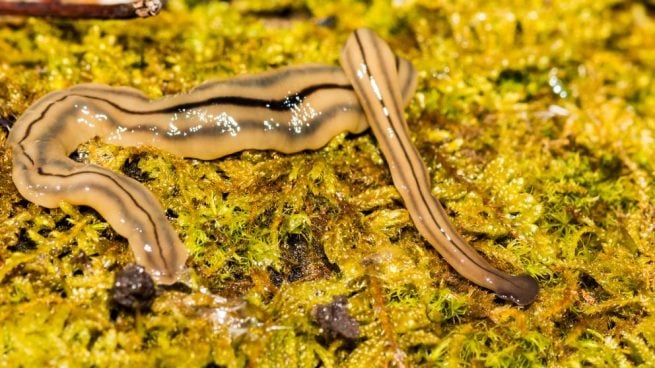 ¿Has oído hablar de la planaria?