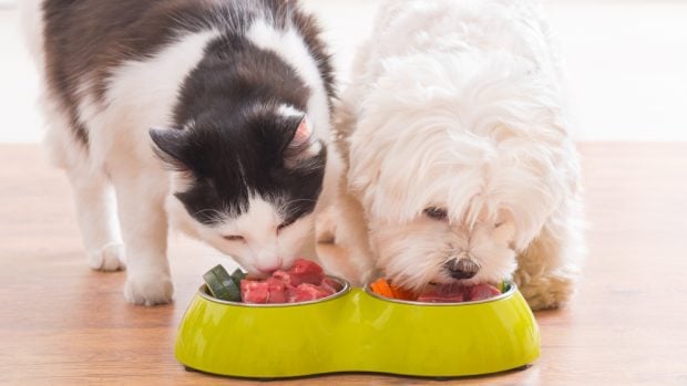 La alimentación de un perro y un gato