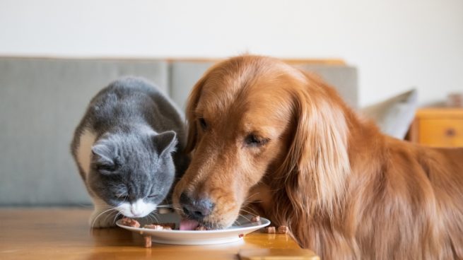 Alimentación de un perro y un gato