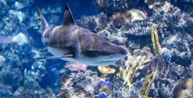 ¿Cómo bucear con tiburones?