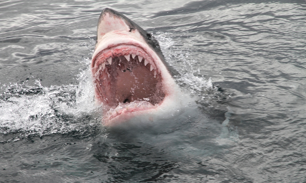 Facebook: Un tiburón blanco ataca a unos turistas en Australia