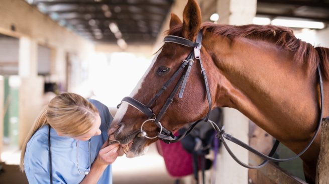 Veterinario y caballo saludable