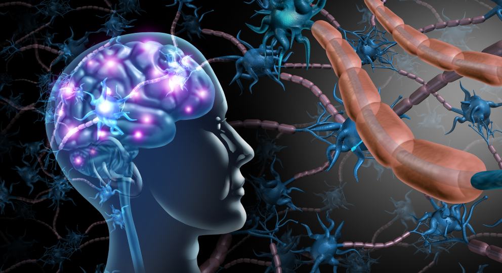 ¿Cuál es la función de la mielina?