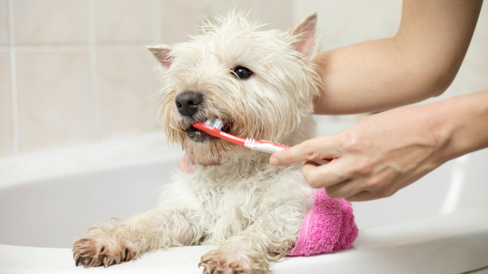 Los mejores consejos para cuidar la dentadura de tu perro