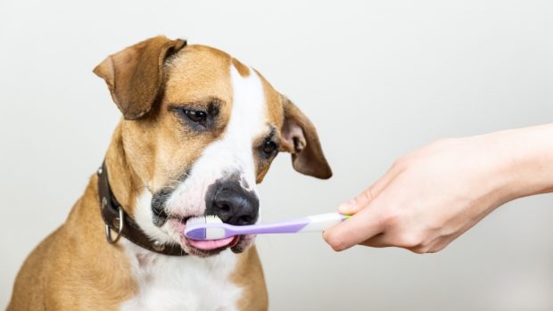 Cómo cuidar la dentadura de tu perro