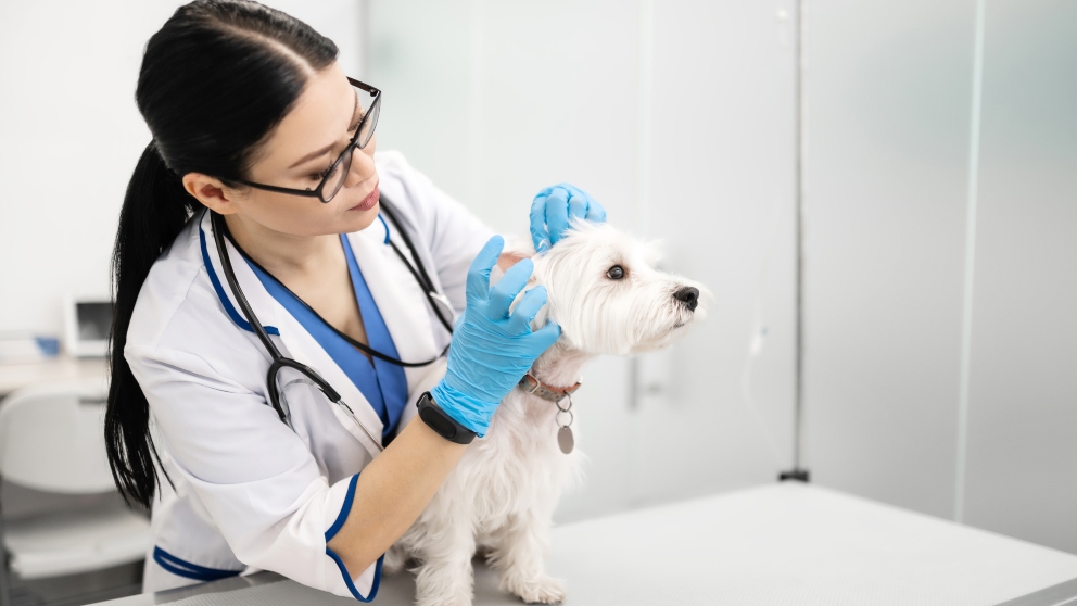 Prevenir y tratar enfermedades del oído en tu mascota