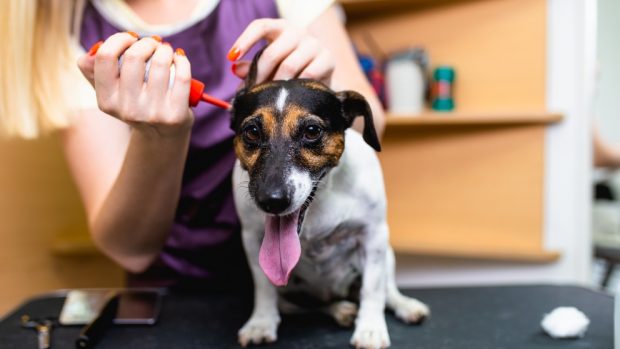 Las enfermedades del oído en tu mascota