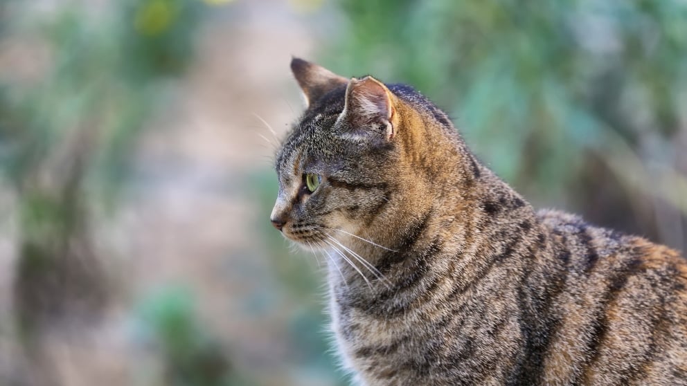 Razas de gatos el gato americano de pelo corto Razas de gatos el gato americano de pelo corto