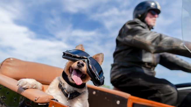 Viajar en moto con tu perro