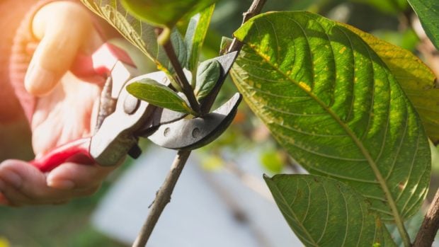 El esqueje en las plantas