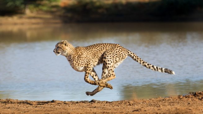 El animal más veloz de la selva