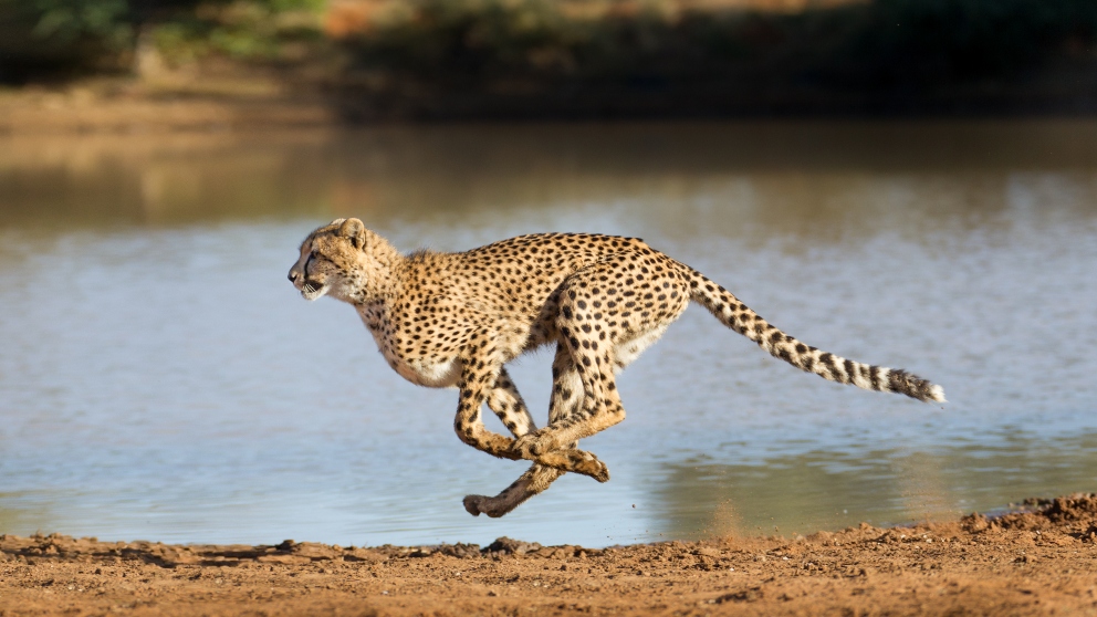 ¿Sabes cuál es el animal más veloz de la selva?