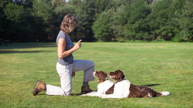 Mejor adiestrador para tu perro