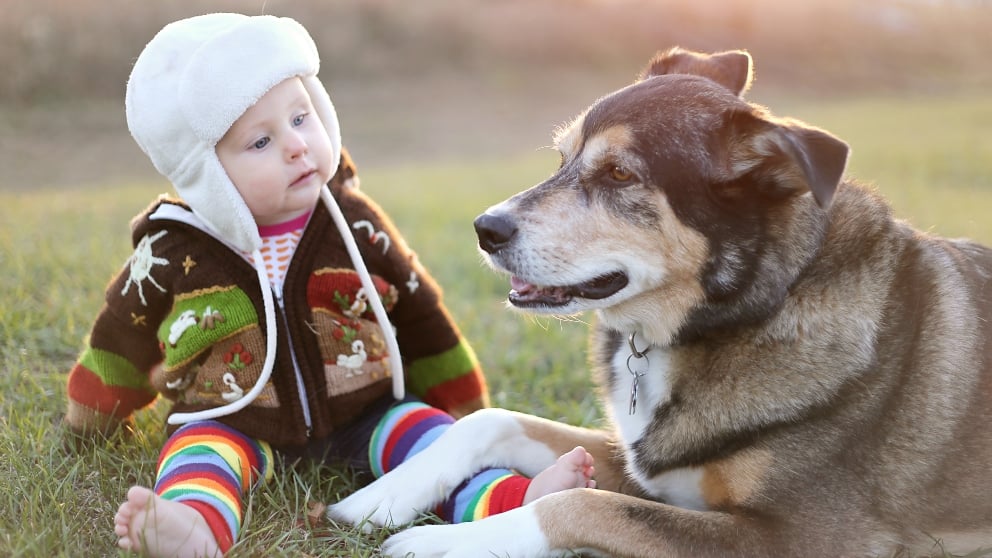 Nombres para perros grandes
