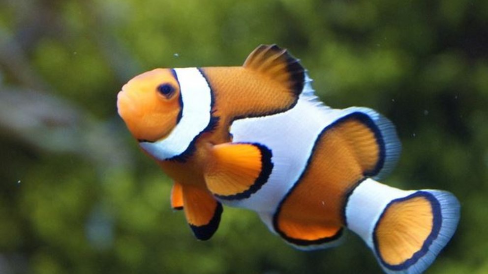 El pez payaso, que también recibe el nombre de pez de agua salada.