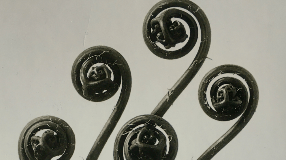 @Karl Blossfeldt