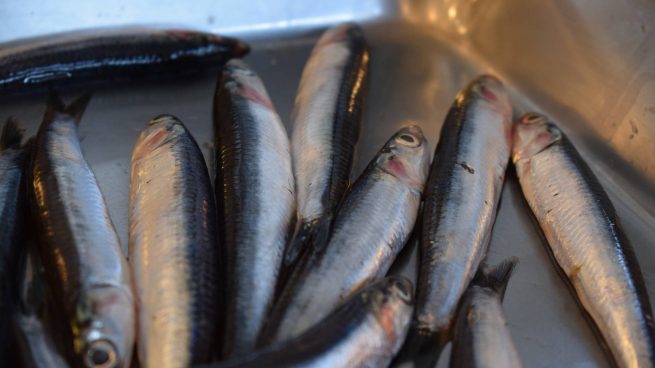 Receta sardinas
