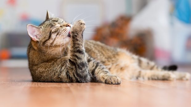 La lengua áspera en el gato