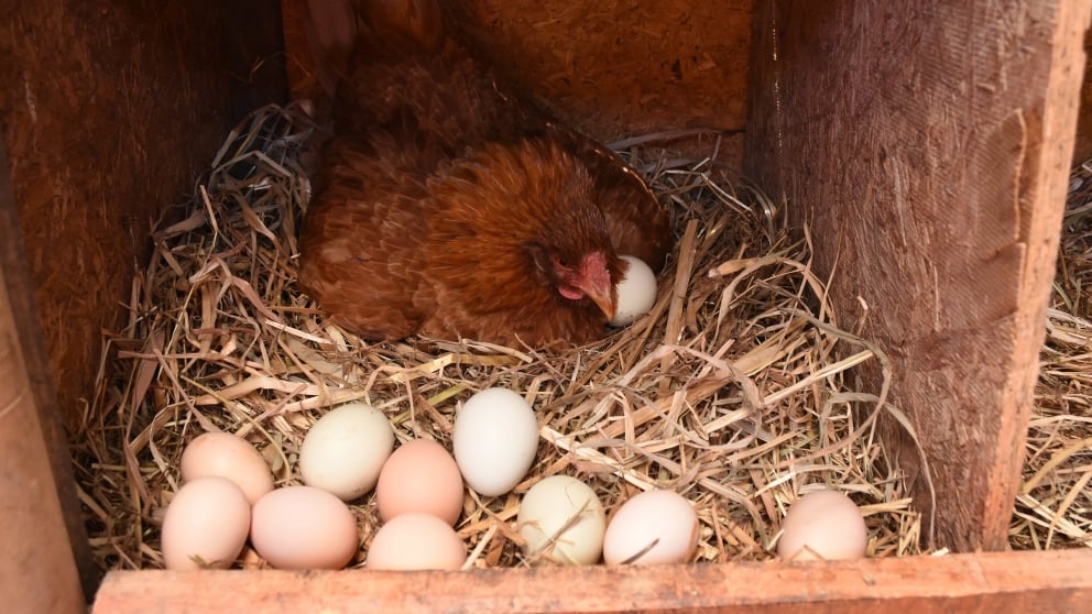¿Cómo evitar que las gallinas se coman sus huevos?