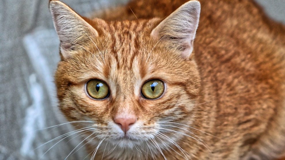 Prevenir y tratar tumores cutáneos en el gato