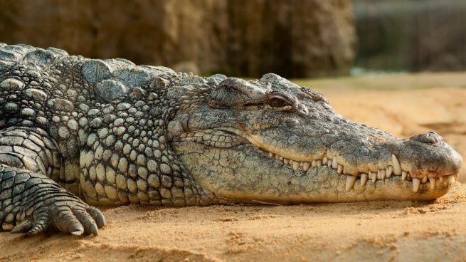 ¿Son peligrosos los cocodrilos?
