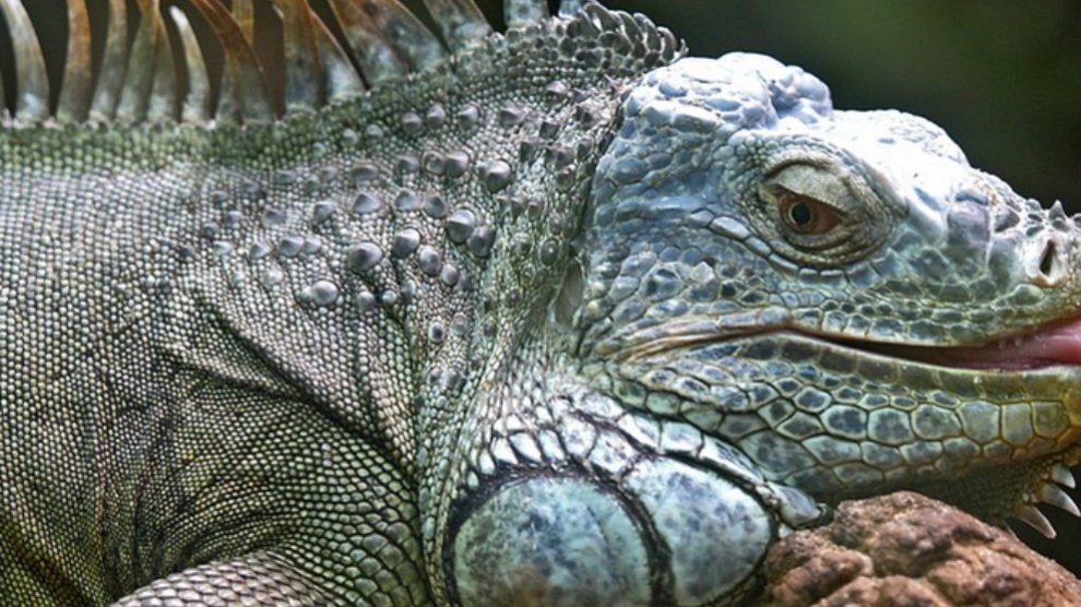 5 datos de las iguanas