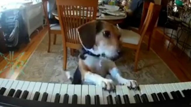 Facebook: Buddy Mercury un perro que toca el piano con miles de fans