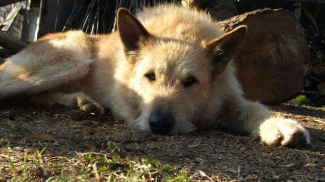 ¿Cuál es el origen de las leyes de protección animal?