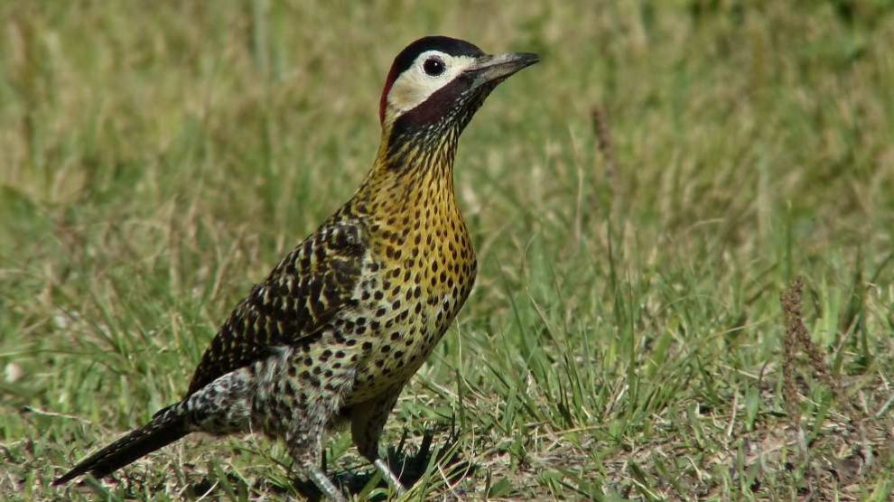 Características del pájaro carpintero