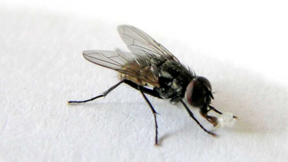 La mosca, vehículo transmisor de enfermedades