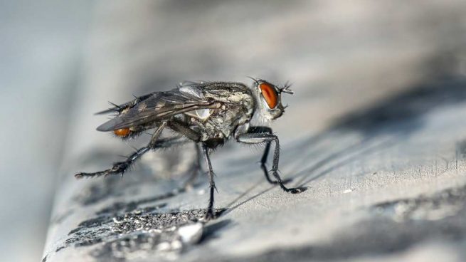 La mosca transmite enfermedades