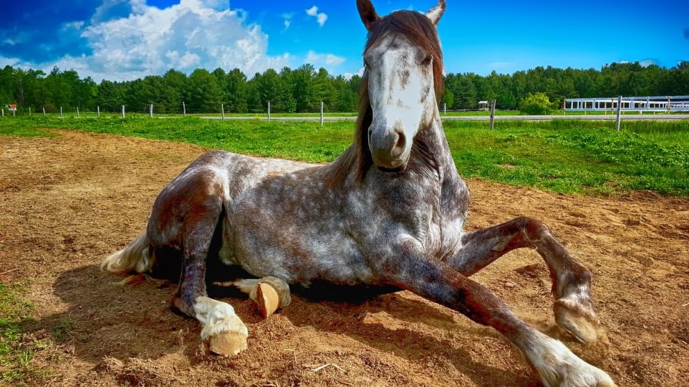 ¿Cómo es la encefalitis en el caballo?