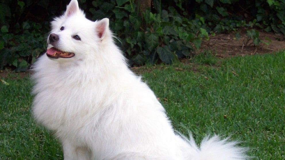 Tener un perro como mascota, bueno para el corazón