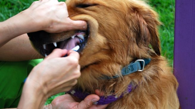 Tratamiento del sarro en perros