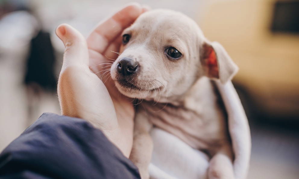 Legalidad de la adopción de perros