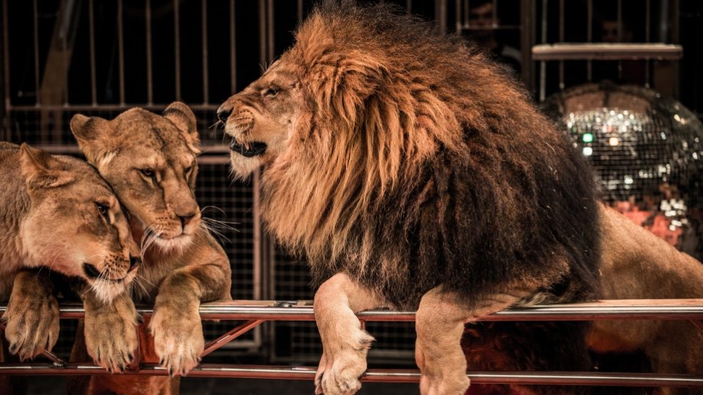 Leones en un circo.