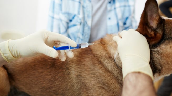 Vacunación de las mascotas